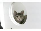 Adopt Cassie a Domestic Short Hair