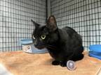 Adopt Blair a Domestic Short Hair