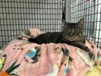 Adopt Mae Mae a Domestic Short Hair