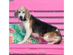 Adopt Bethany a Beagle