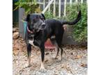 Adopt Cinna a Labrador Retriever