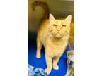 Adopt Honey a Domestic Short Hair, Tabby