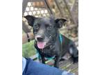 Adopt Paloma (DR6879) a Terrier