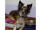 Adopt Etta Place--In Foster a Australian Shepherd, Shetland Sheepdog / Sheltie