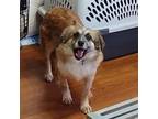 Adopt Annie Oakley--In Foster a Australian Shepherd, Shetland Sheepdog / Sheltie