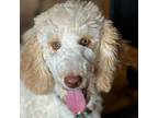 Adopt Sasha - available 3/22 a Standard Poodle