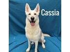 Adopt Cassia a White German Shepherd
