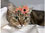 Adopt Azula a Domestic Short Hair