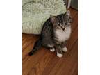 Adopt Crackle KITTEN a Domestic Short Hair