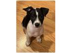 Adopt Nancy Bean a Jack Russell Terrier