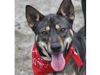 Adopt KARMA a German Shepherd Dog, Husky