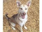 Adopt PERSEPHONE a Husky, Mixed Breed