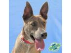 Adopt Cai a Mixed Breed