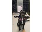 Adopt JEAN GRAY a Cane Corso