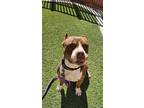 Adopt ROGUE a Pit Bull Terrier