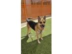 Adopt DENVER a German Shepherd Dog