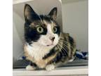 Adopt Lauren a Domestic Short Hair