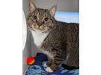 Adopt Bubbles a Domestic Short Hair