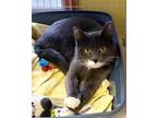 Adopt Freya a Domestic Short Hair