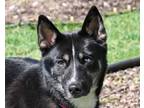 Adopt KEFLA a Siberian Husky, Mixed Breed