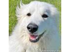 Adopt Kaylan in MD- Remarkable Young Girl! a Great Pyrenees