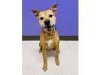 Adopt Shasta a Mixed Breed