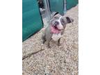 Adopt Belle a Staffordshire Bull Terrier