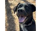 Adopt Nymeria a Shepherd, Black Labrador Retriever