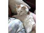 Adopt Megan: Gentle Maine Coon mix a Maine Coon