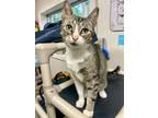 Adopt Lucky a Domestic Short Hair