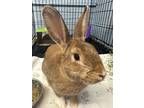 Adopt Joy a Bunny Rabbit