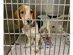 Adopt Jen a Beagle, Mixed Breed
