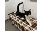 Adopt Sonata a Domestic Short Hair