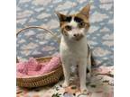 Adopt Purdy a Domestic Short Hair