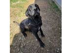 Adopt LuLu a Mastiff