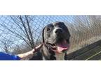 Adopt Aster a Pit Bull Terrier