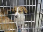 Adopt PEARL a Hound, Mixed Breed