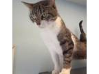 Adopt Adele a Domestic Short Hair