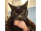 Adopt Bitsy a Domestic Short Hair