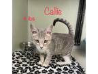 Adopt Callie a Domestic Short Hair