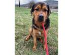 Adopt WINNIE a Rottweiler