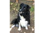 Adopt Sadie a Border Collie