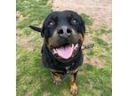 Adopt Steph a Mixed Breed, Rottweiler