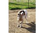 Adopt Available - Ginger a English Setter