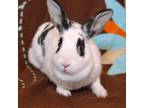 Adopt Hopscotch a Mini Rex