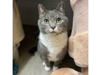 Adopt Peanut and Chudney a Domestic Short Hair