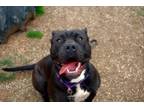 Adopt CALLIOPE a Pit Bull Terrier