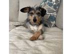 Adopt Josephine a Fox Terrier, Poodle