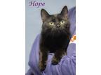 Hope (C24-027) Domestic Shorthair Young Female