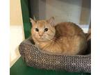 Ginger Domestic Shorthair Senior Female